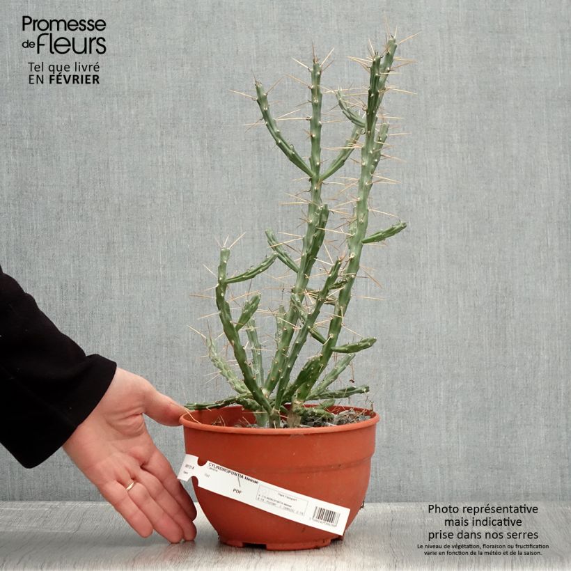 Cylindropuntia kleiniae 2L/3L pot sample as delivered in winter