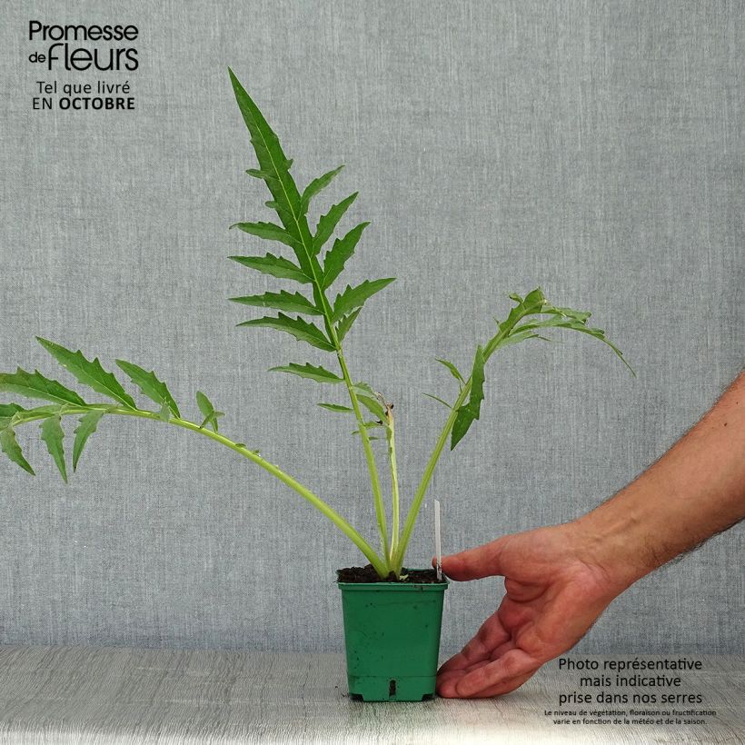 Potted Cynara cardunculus - Cardoon 8/9 cm pot sample as delivered in autumn