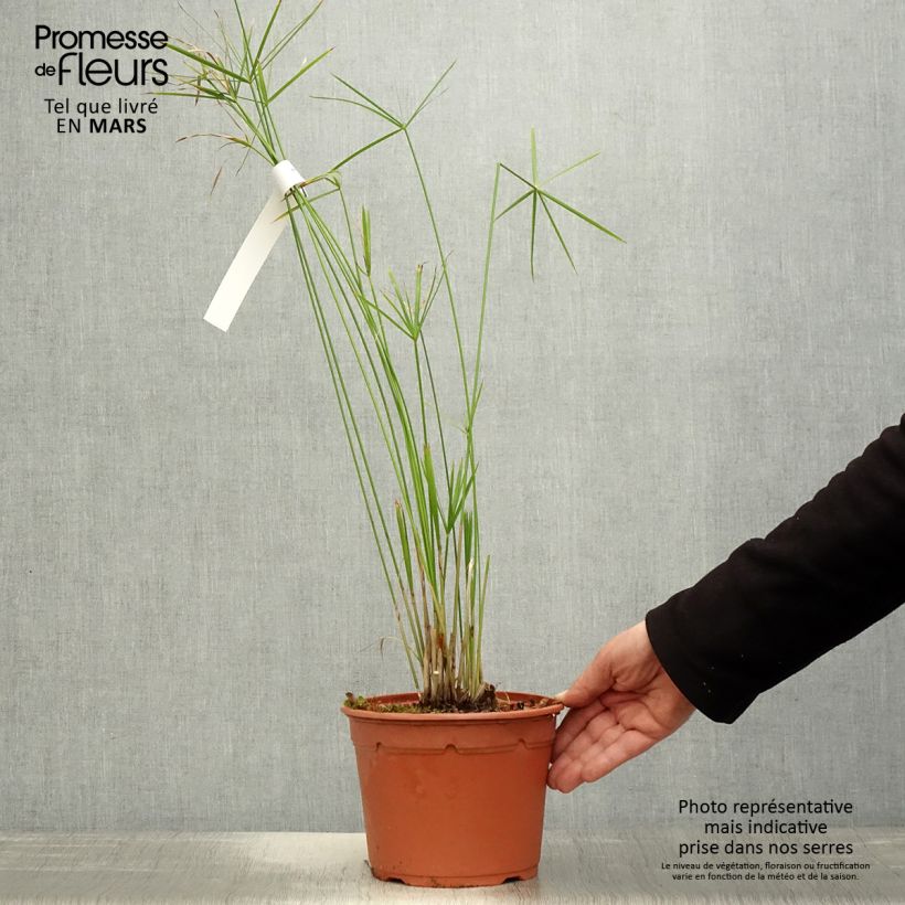 Cyperus alternifolius - Umbrella Papyrus 2L/3L pot sample as delivered in spring