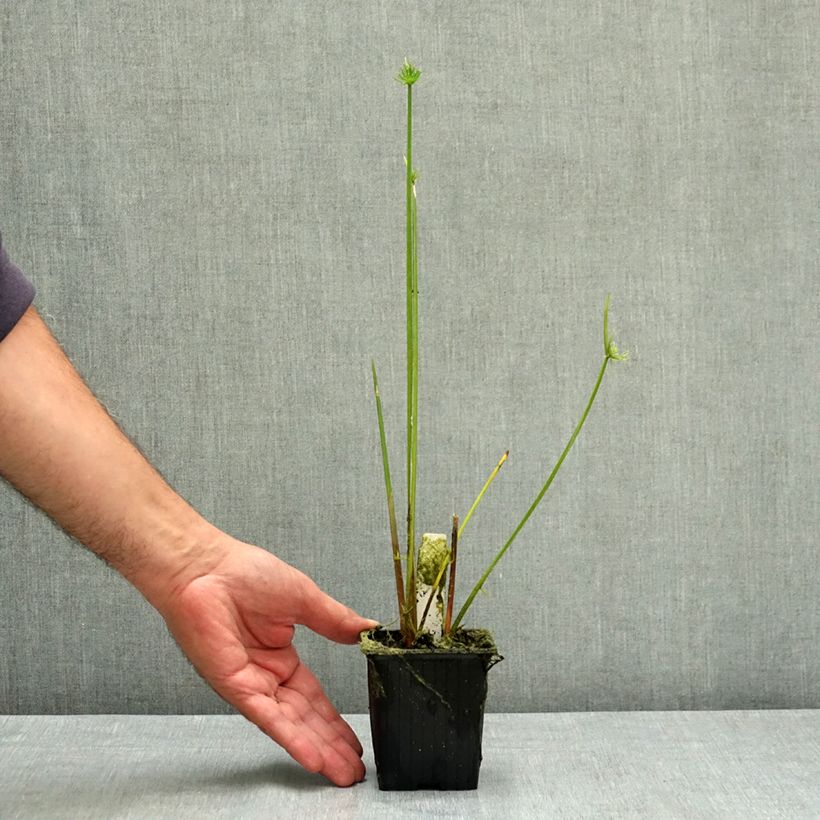 Cyperus haspan - Papyrus nain Godet de 8/9 cm sample as delivered in summer