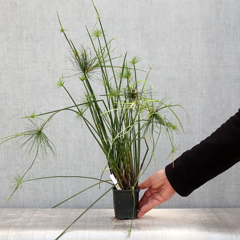 Cyperus haspan - Dwarf Papyrus 8/9 cm pot sample as delivered in spring