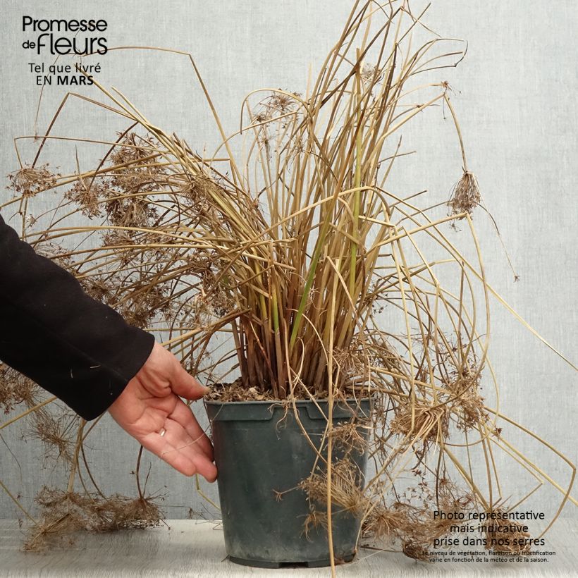 Cyperus papyrus Cleopatra - Papyrus 3L/4L pot sample as delivered in spring