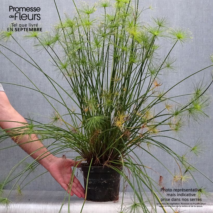 Cyperus prolifer 3L/4L pot sample as delivered in autumn