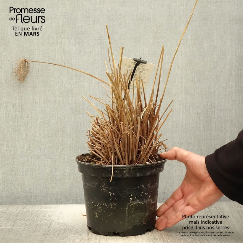 Cyperus prolifer 3L/4L pot sample as delivered in spring