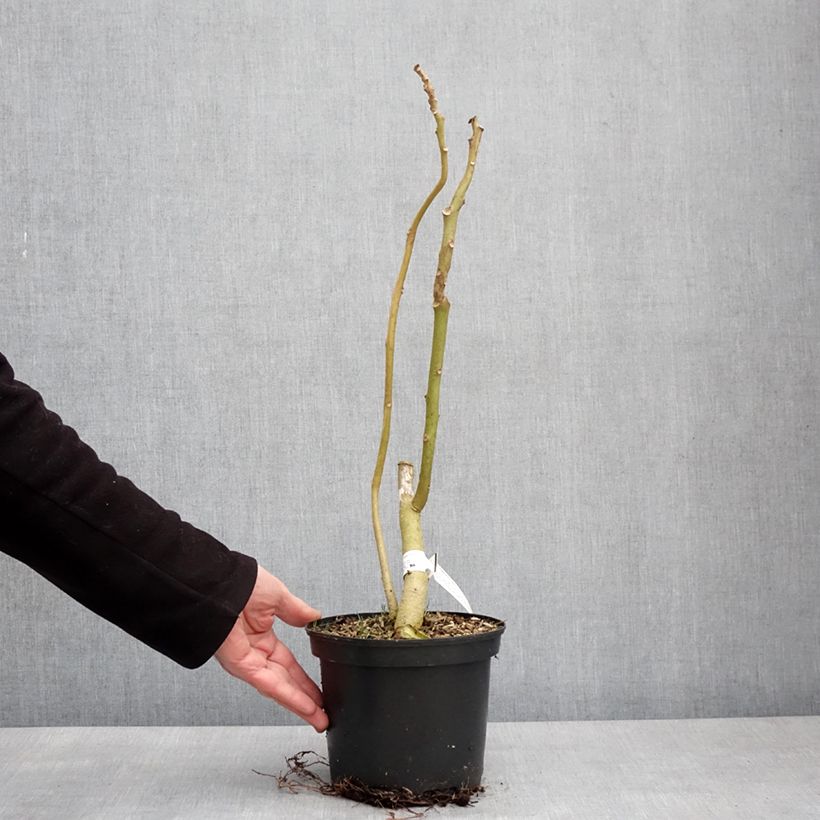 Cyphomandra betacea Red - Tamarillo 3L/4L pot sample as delivered in winter