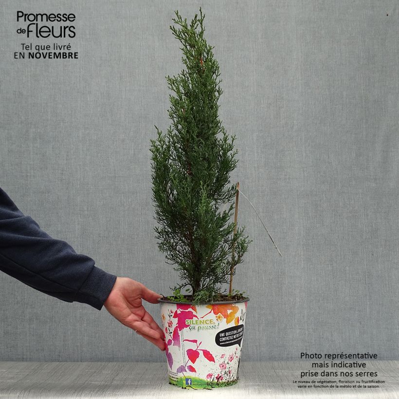 Cupressus sempervirens Garda 4L/5L pot sample as delivered in autumn