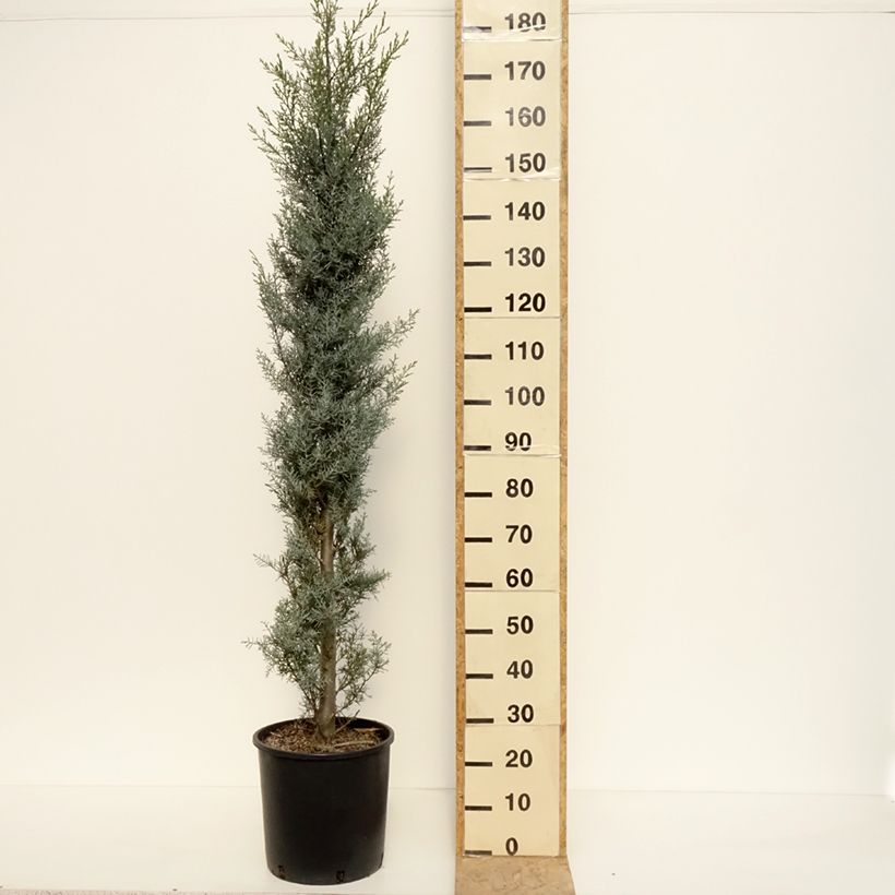 Cupressus arizonica Fastigiata 18L/20L pot sample as delivered in autumn