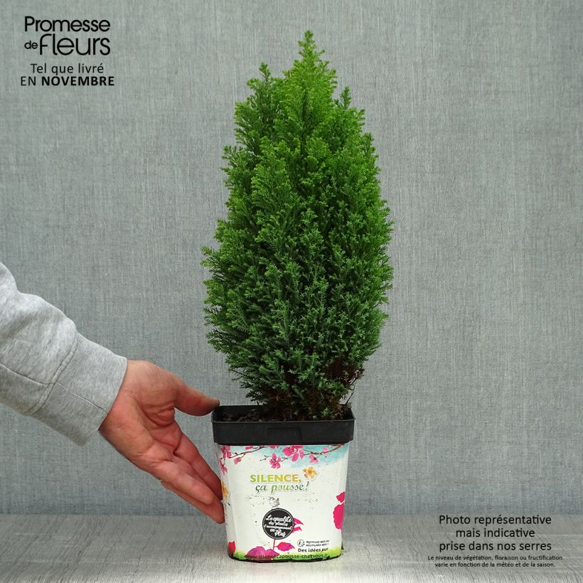 Chamaecyparis lawsoniana Elwoods Gold - Lawson Cypress 2L/3L pot sample as delivered in autumn