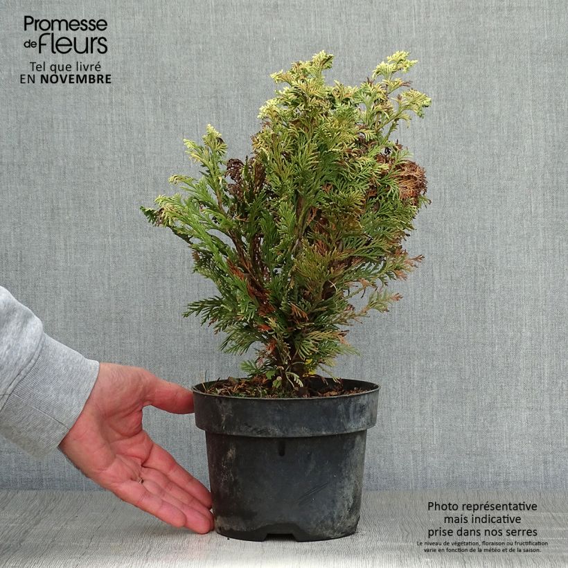 Chamaecyparis lawsoniana Pygmaea Argentea - Lawson's Cypress 2L/3L pot sample as delivered in autumn