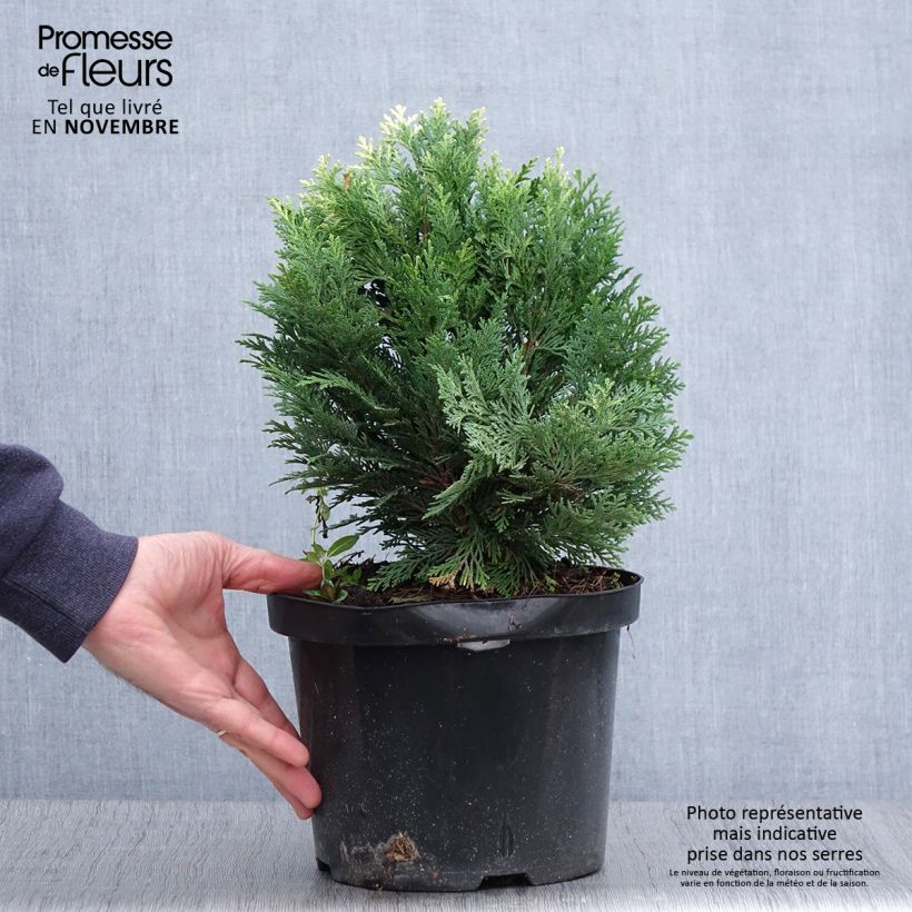 Chamaecyparis lawsoniana Pygmaea Argentea - Lawson's Cypress 4L/5L pot sample as delivered in autumn