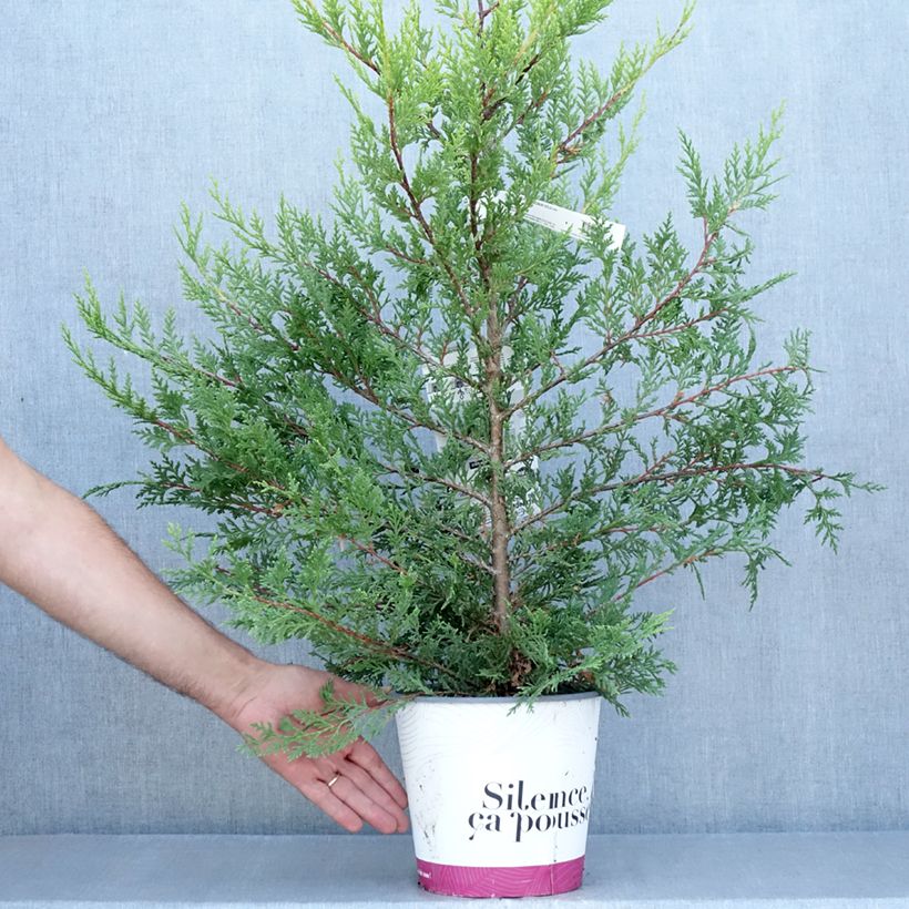 Cupressocyparis leylandii Excalibur Gold 4L/5L pot sample as delivered in summer