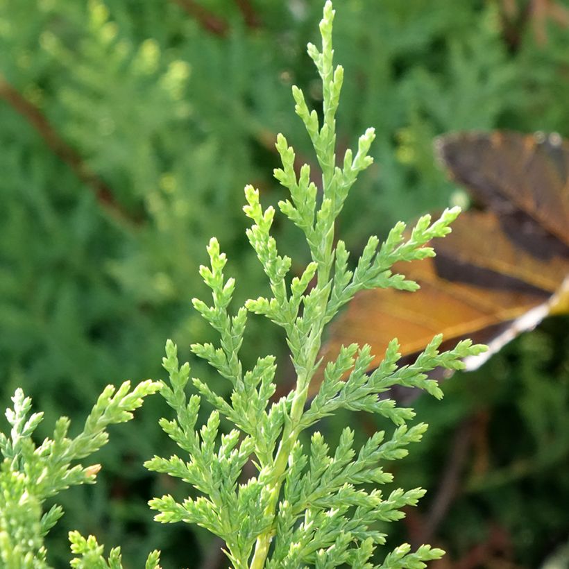 Cupressocyparis leylandii Excalibur Gold (Foliage)