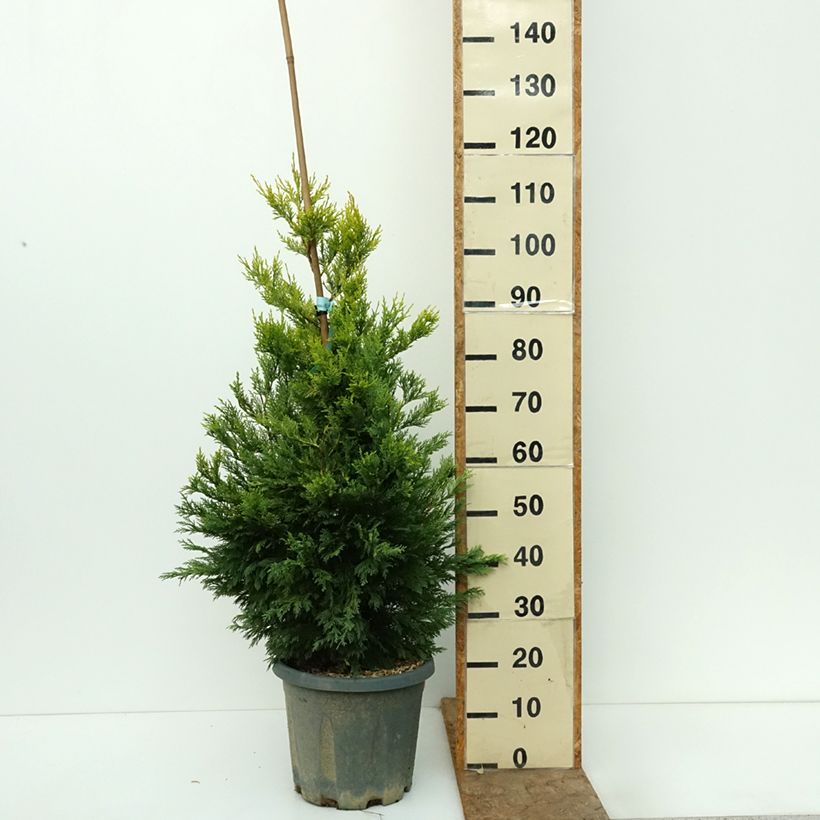 Cupressocyparis leylandii Gold Rider 6L/7L pot sample as delivered in autumn