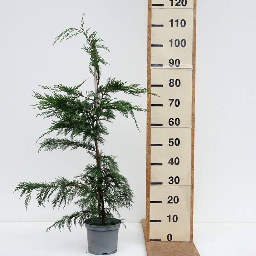 Leyland cypress - Cupressocyparis leylandii 4L/5L pot sample as delivered in autumn