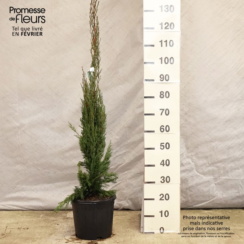 Provence Cypress - Cupressus sempervirens Pyramidalis 4L/5L pot sample as delivered in winter