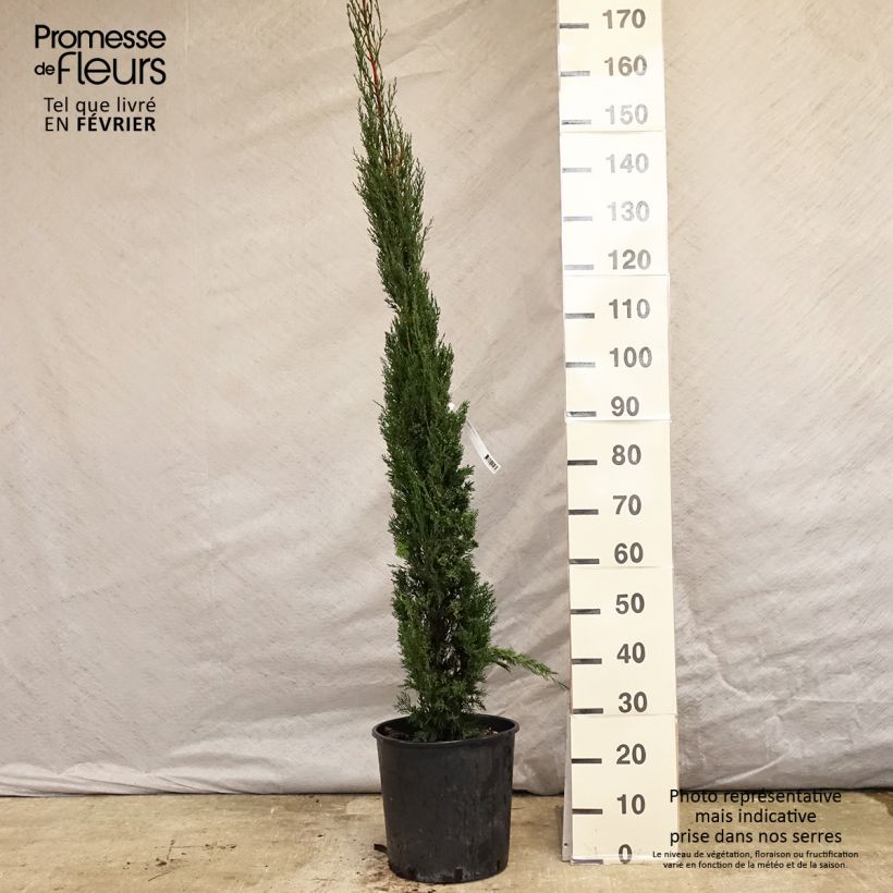 Provence Cypress - Cupressus sempervirens Pyramidalis 7.5L/10L pot sample as delivered in winter