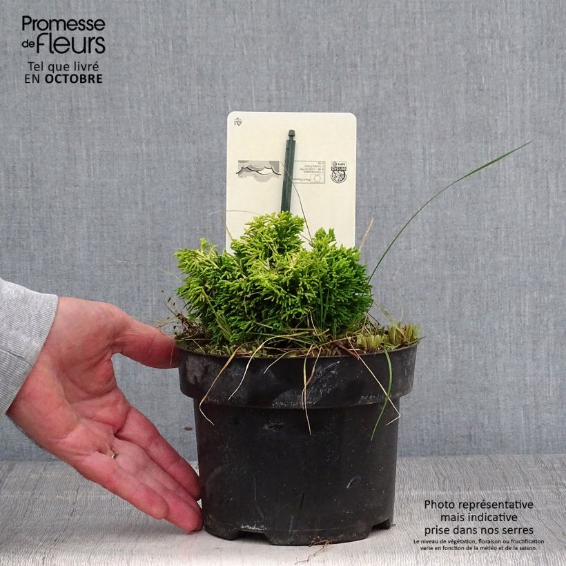Chamaecyparis obtusa Butterball - Hinoki Cypress 2L/3L pot sample as delivered in autumn