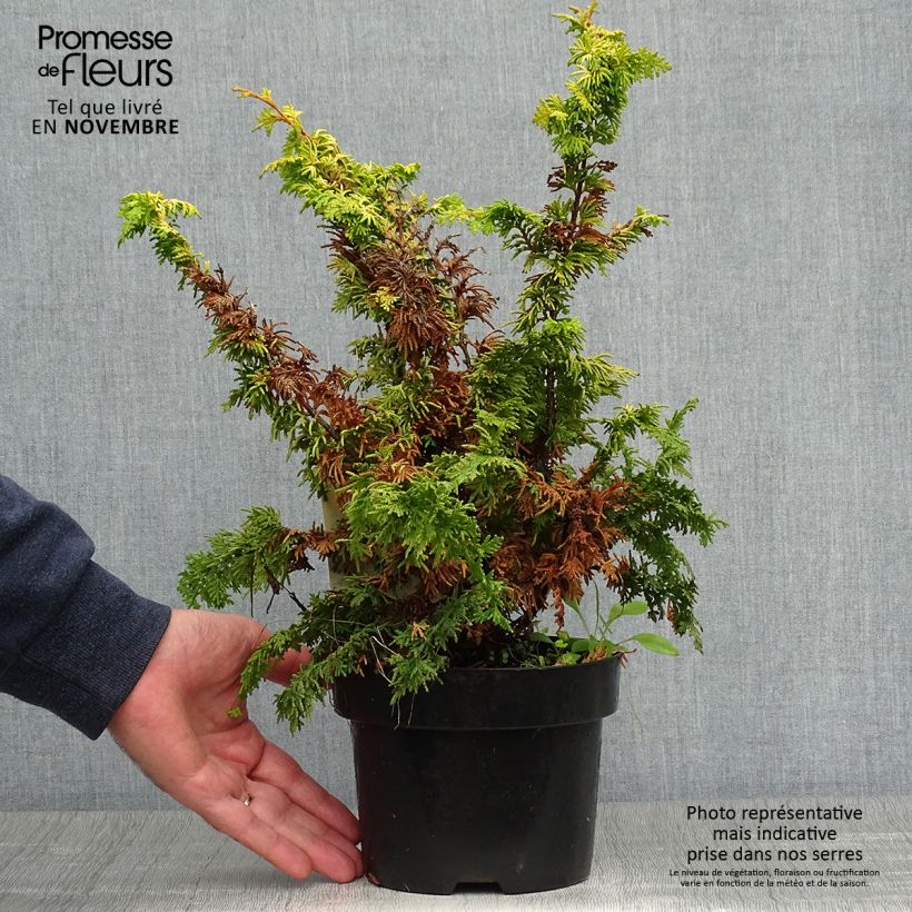 Chamaecyparis obtusa Fernspray Gold - Hinoki Cypress 2L/3L pot sample as delivered in autumn