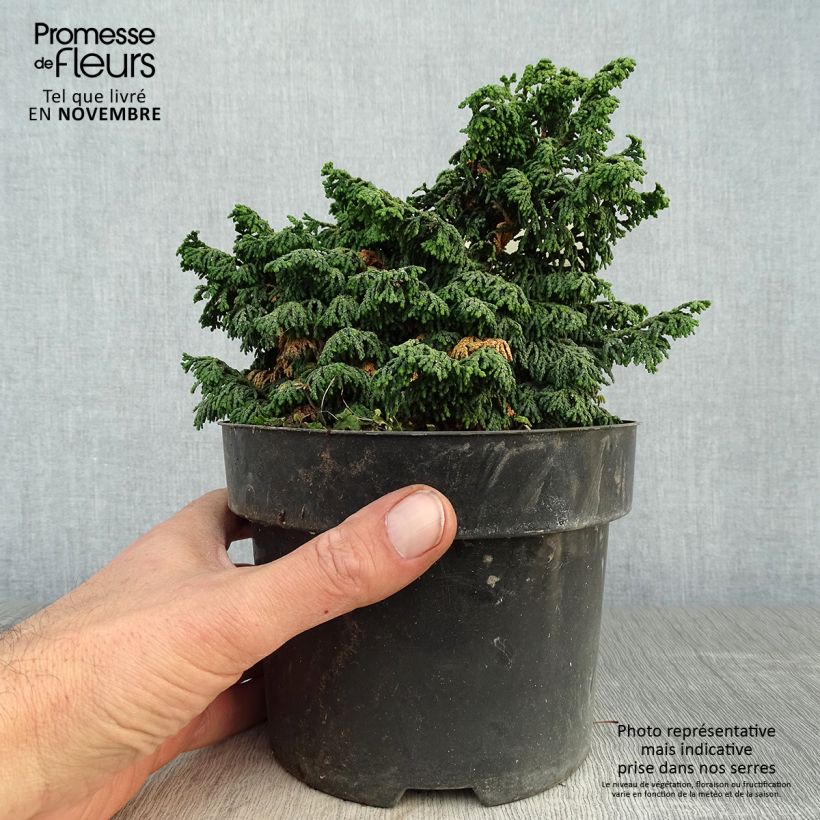 Chamaecyparis obtusa Maureen - Hinoki Cypress 2L/3L pot sample as delivered in autumn
