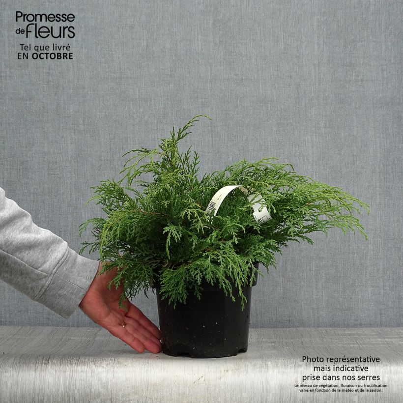 Creeping Siberian Cypress - Microbiota decussata 2L/3L pot sample as delivered in autumn