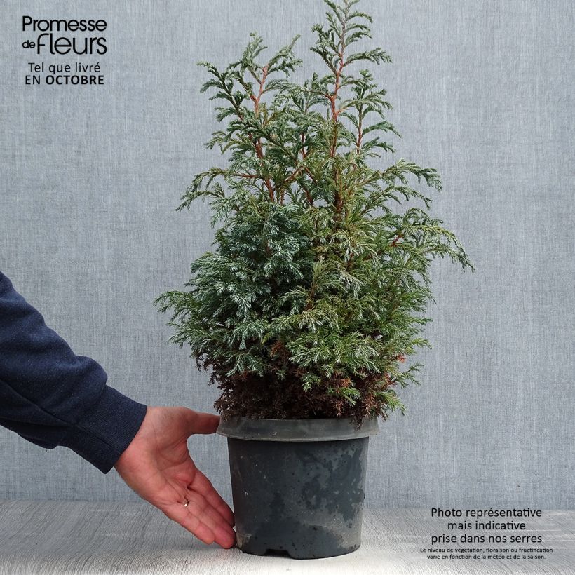 Chamaecyparis pisifera Baby Blue - Sawara Cypress 3L/4L pot sample as delivered in autumn