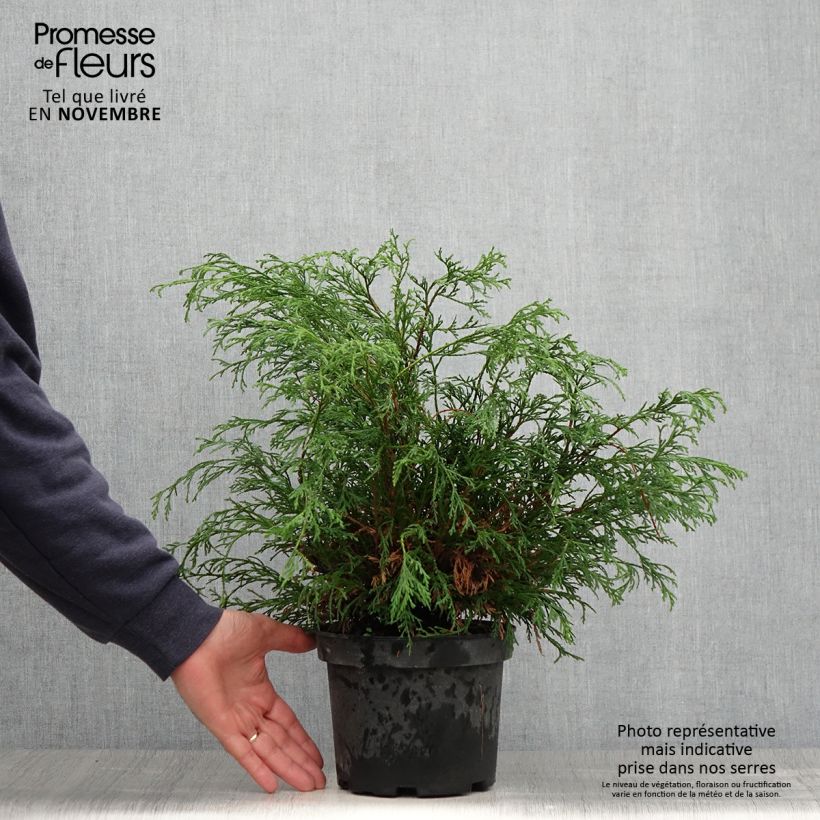 Chamaecyparis pisifera Filifera - Sawara Cypress 2L/3L pot sample as delivered in autumn