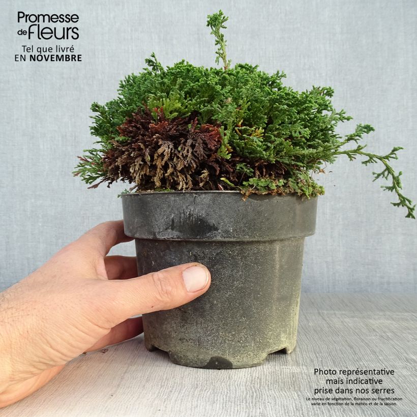 Chamaecyparis pisifera Hime-sawara - Sawara Cypress 2L/3L pot sample as delivered in autumn