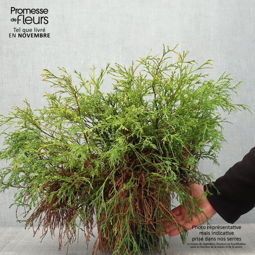 Chamaecyparis pisifera Sungold - Sawara Cypress 7.5L/10L pot sample as delivered in autumn
