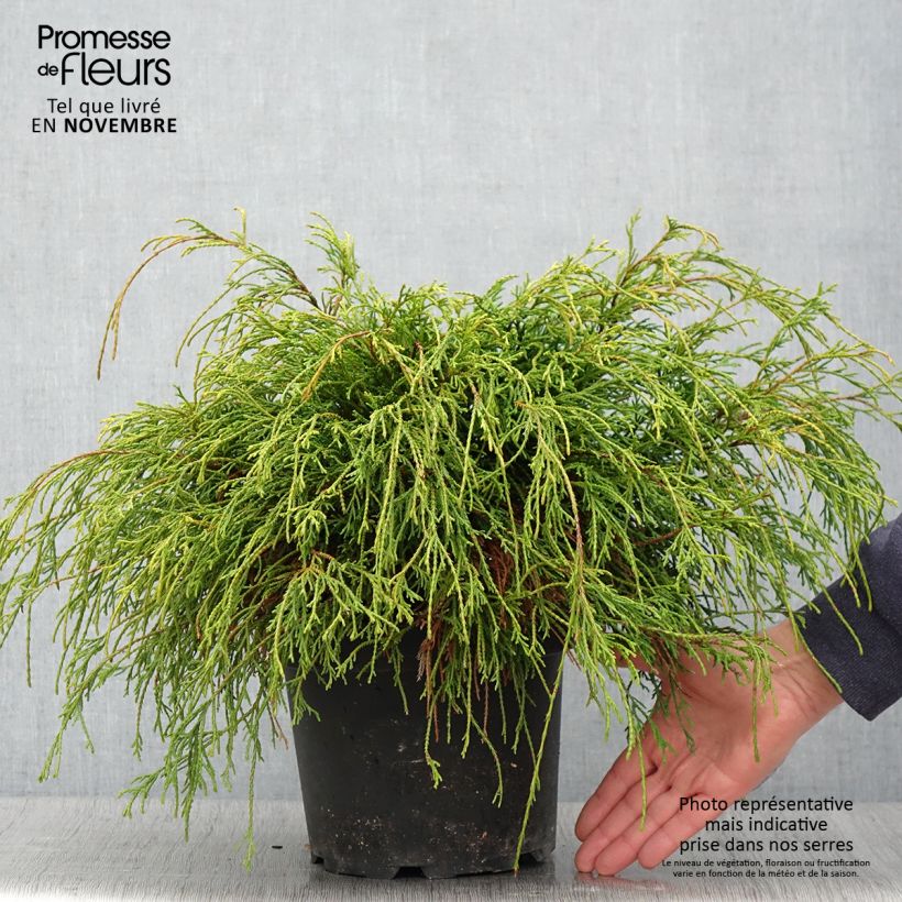 Chamaecyparis pisifera Sungold - Sawara Cypress 3L/4L pot sample as delivered in autumn