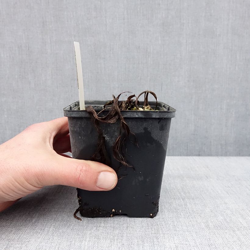 Example of Cypripedium Aki - Lady Slipper Orchid 1L/1.5L pot as you get in hiver