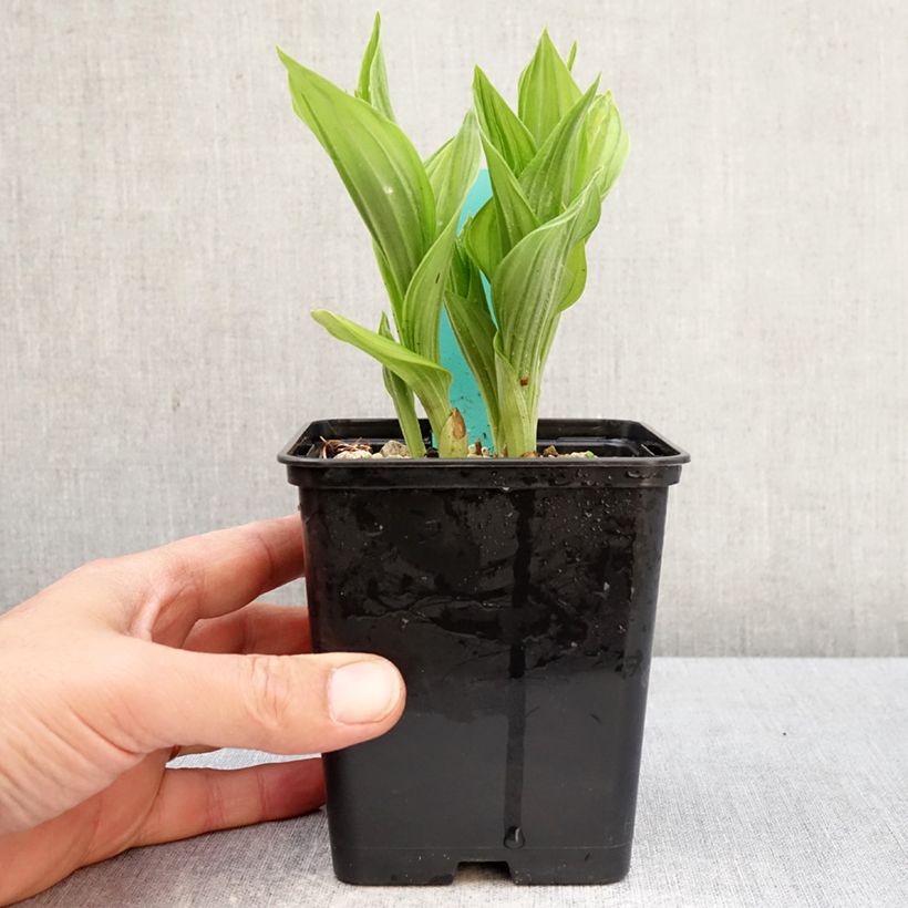 Cypripedium Bernd Pastel - Lady Slipper Orchid 1L/1.5L pot sample as delivered in spring