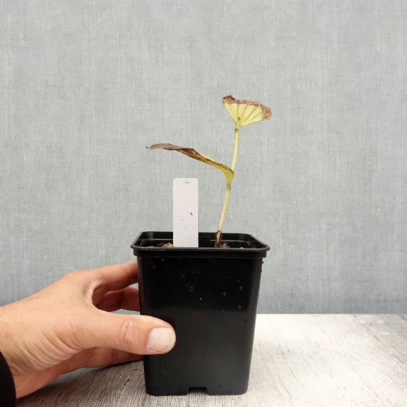 Cypripedium Emil  1L/1.5L pot sample as delivered in autumn