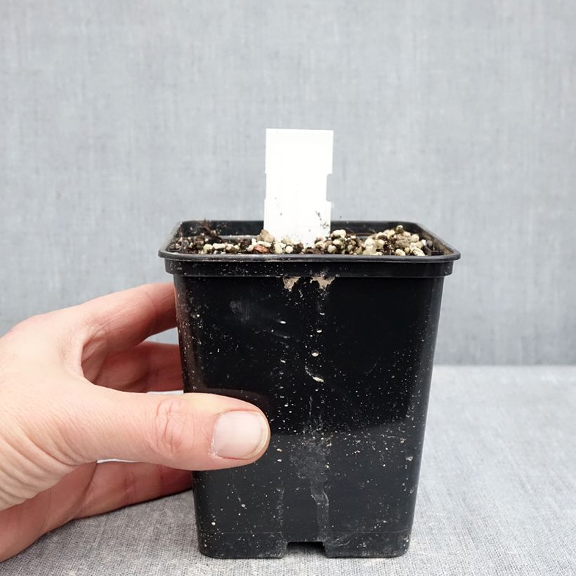 Cypripedium formosanum 1L/1.5L pot sample as delivered in winter