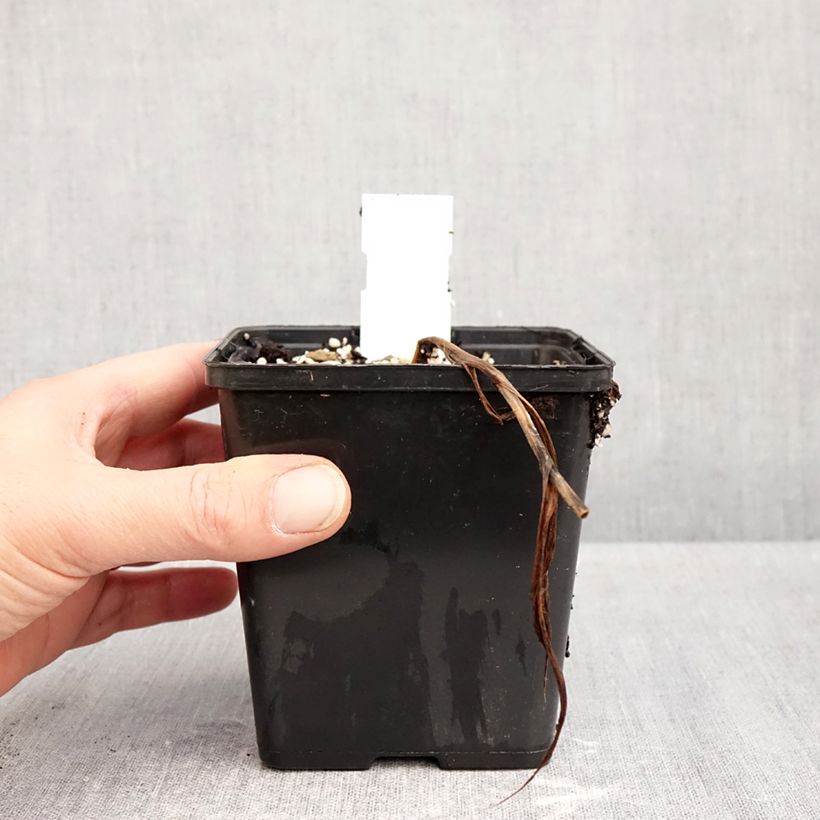 Cypripedium Inge - Lady Slipper Orchid 1L/1.5L pot sample as delivered in autumn