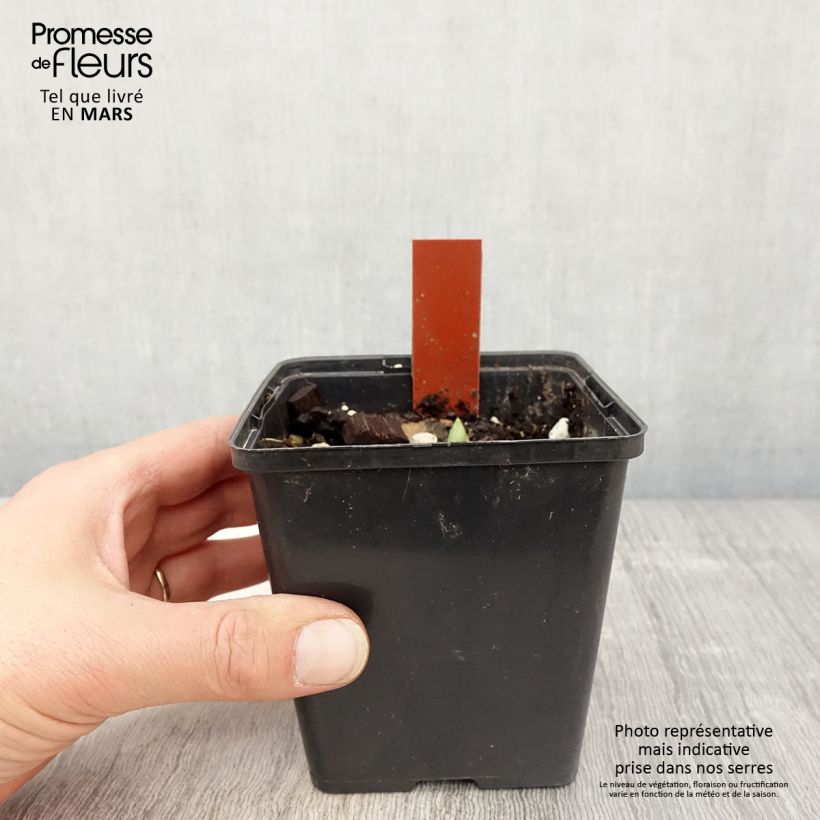 Cypripedium Lucy Pinkepank gx 1L/1.5L pot sample as delivered in spring