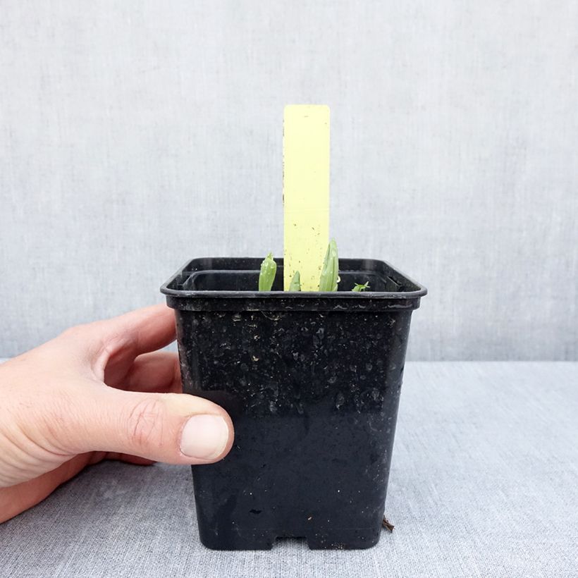 Cypripedium Otto - Lady Slipper Orchid 1L/1.5L pot sample as delivered in spring