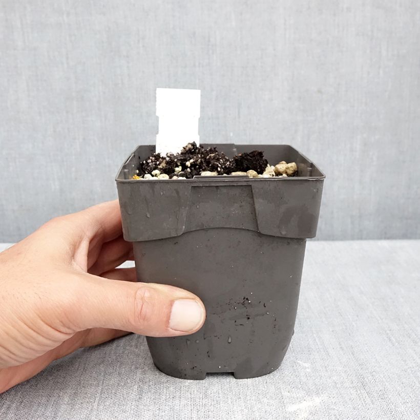 Cypripedium reginae 1L/1.5L pot sample as delivered in autumn