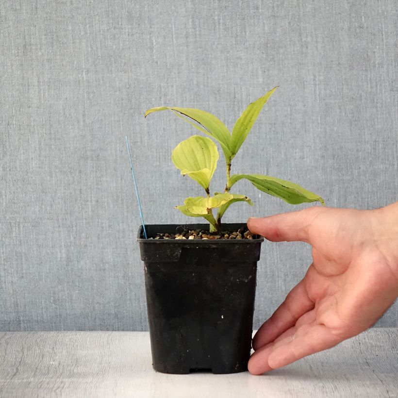 Cypripedium reginae 1L/1.5L pot sample as delivered in summer