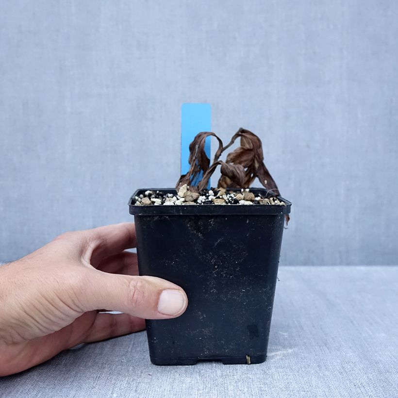 Cypripedium Sabine Pastel - Lady Slipper Orchid 1L/1.5L pot sample as delivered in autumn