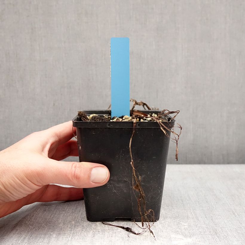 Cypripedium Sabine Pastel - Lady Slipper Orchid 1L/1.5L pot sample as delivered in winter