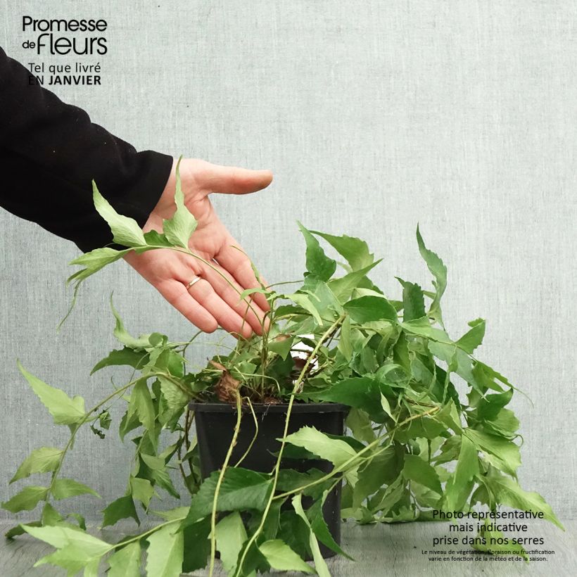 Cyrtomium falcatum 2L/3L pot sample as delivered in winter