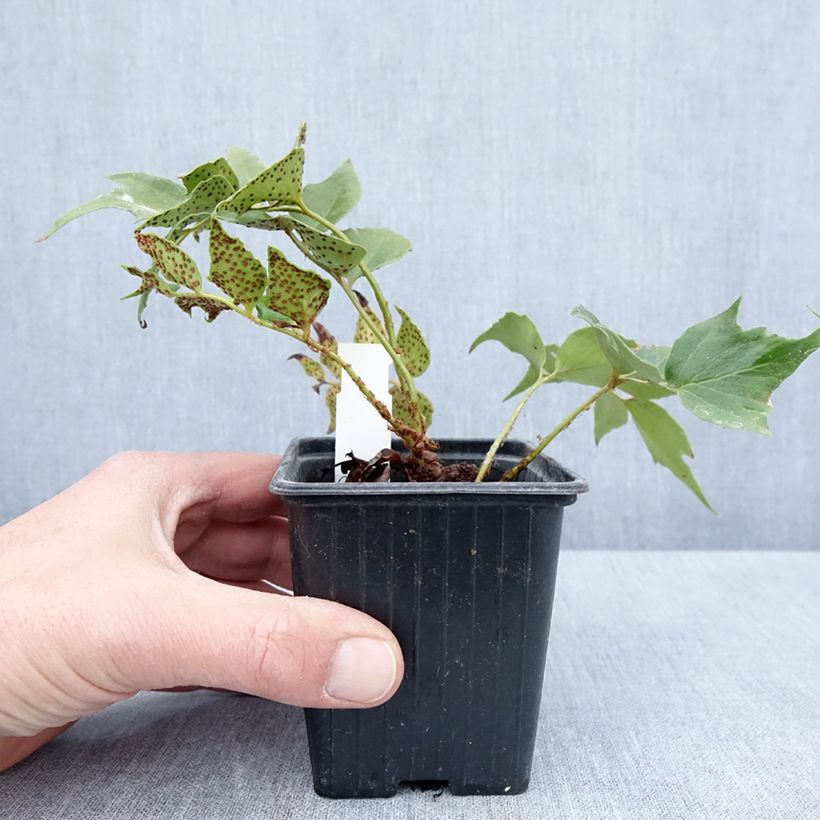 Cyrtomium falcatum Spin Cycle 8/9 cm pot sample as delivered in spring