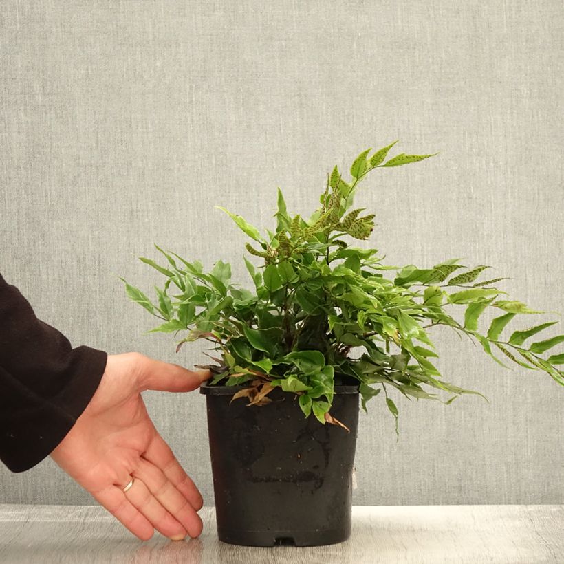 Cyrtomium fortunei - Evergreen fern 2L/3L pot sample as delivered in autumn