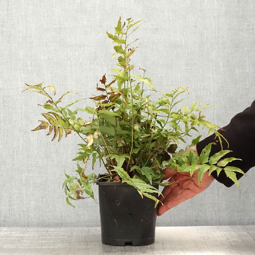 Cyrtomium fortunei var. clivicola 2L/3L pot sample as delivered in spring