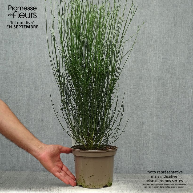 Cytisus scoparius Apricot Gem 2L/3L pot sample as delivered in autumn