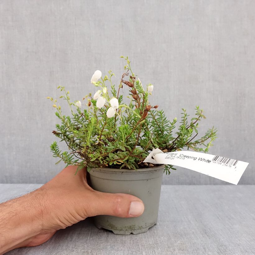 Daboecia cantabrica Creeping White - Irish Heath 12cm pot sample as delivered in summer