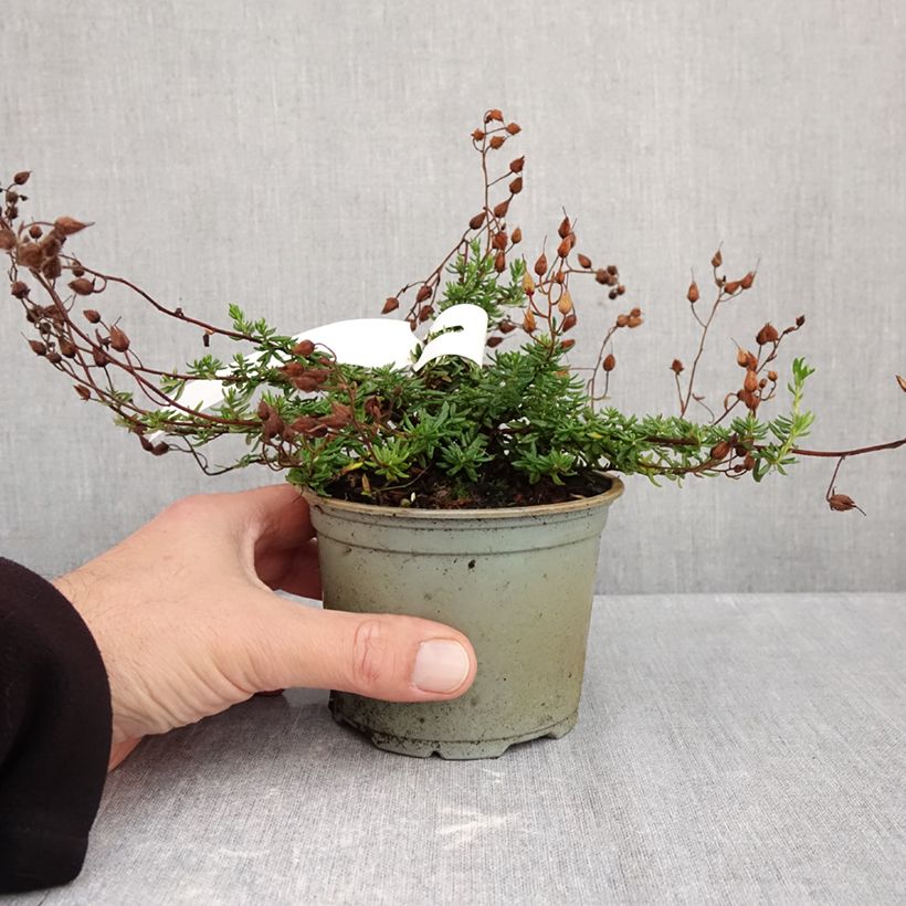 Daboecia cantabrica Cupido - Irish Heath 10cm/11cm pot sample as delivered in autumn