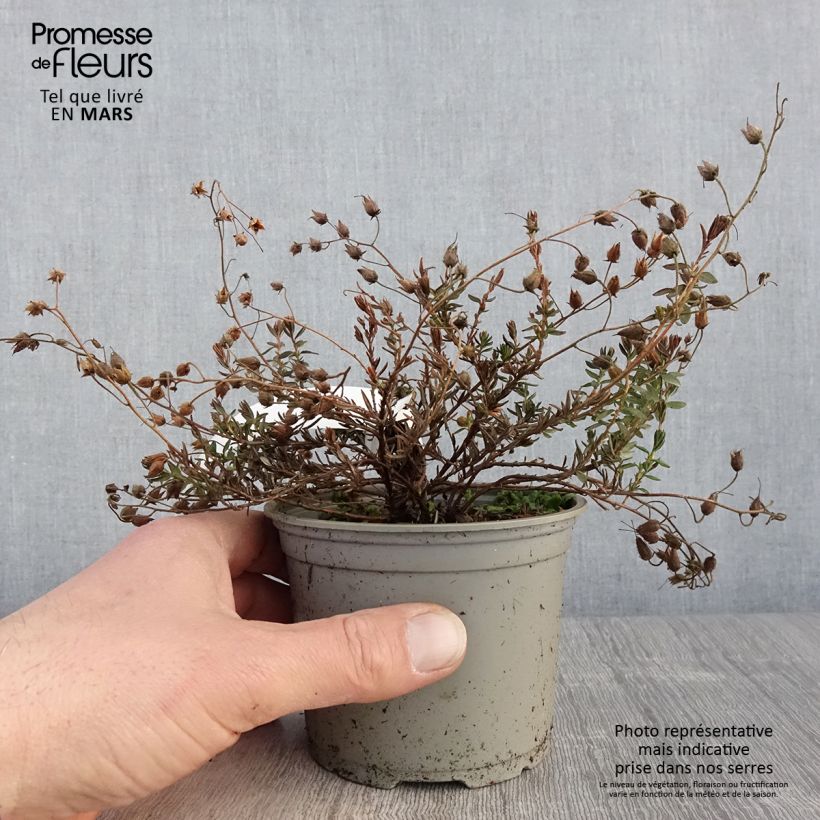 Daboecia cantabrica Cupido - Irish Heath 12cm pot sample as delivered in spring