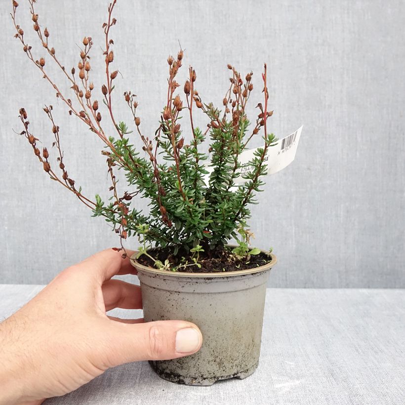Daboecia cantabrica Vanessa - Irish Heath 10cm/11cm pot sample as delivered in autumn