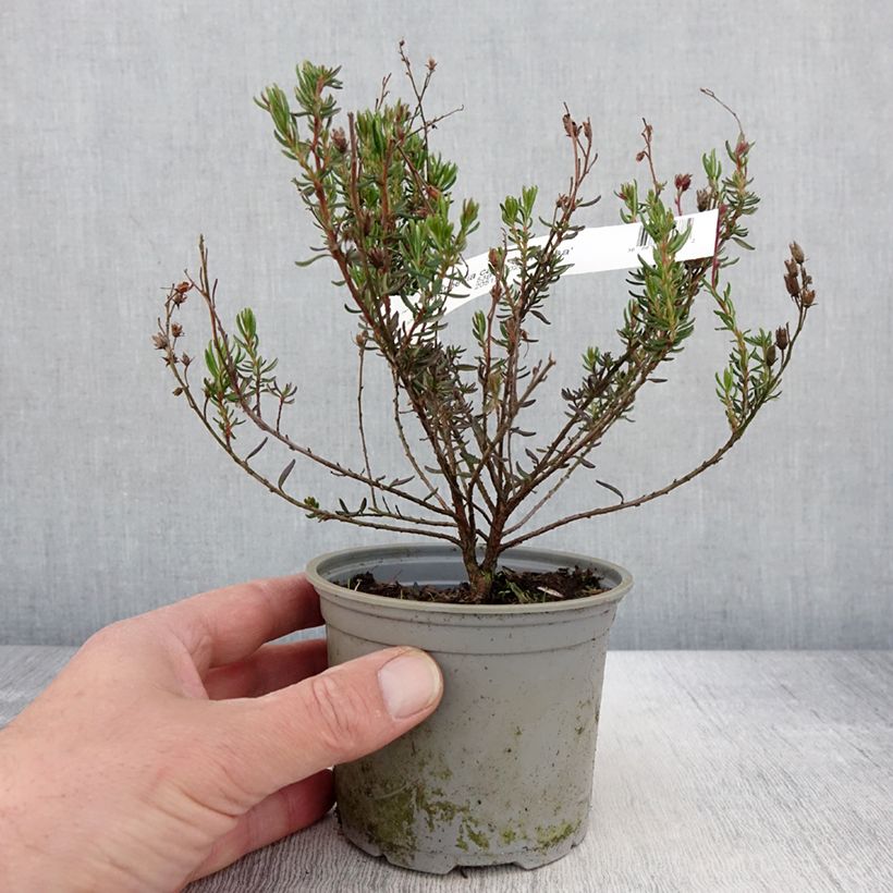 Daboecia cantabrica Vanessa - Irish Heath 12cm pot sample as delivered in spring